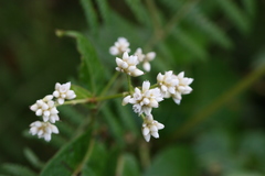 Persicaria hastatoauriculata